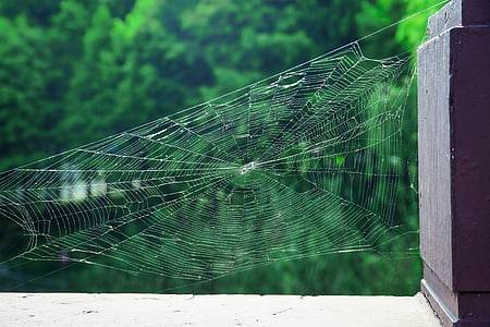 web seekor laba-laba, Taman, alam, Cobweb