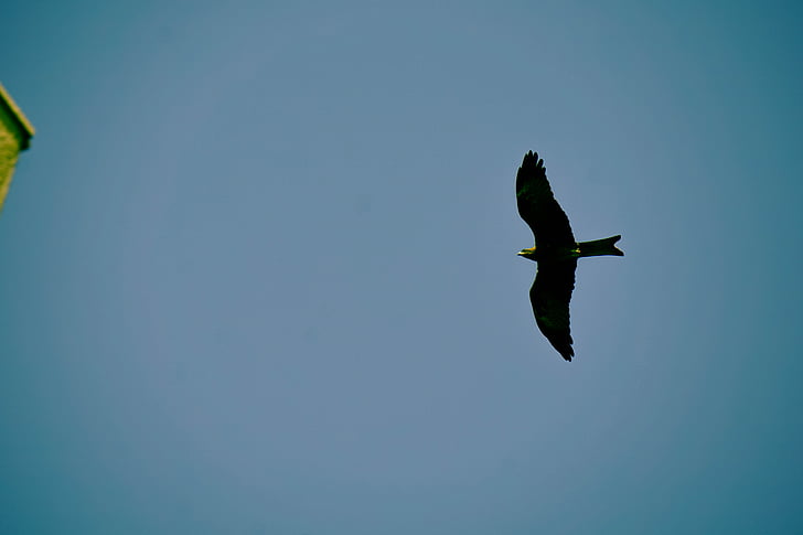 black, bird, flying, blue, sky, birds, eagle