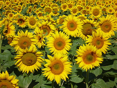 sunflowers, nature, summer