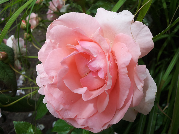 flor, Rosa, bellesa, flors roses, rosa Rosa, roses de jardí, natura