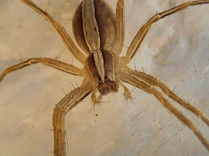 nursery web spider, pisauridae, harmless, not dangerous, spider, nature, arachnid