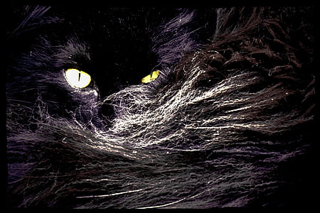 macska, Cat szeme, norvég, macska szőr