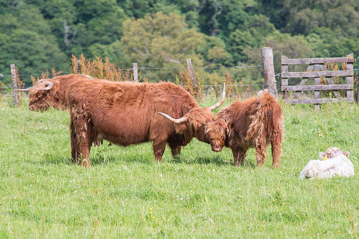 Highland-rinder, daging sapi, sapi, Skotlandia, dataran tinggi, pemandangan, Hof