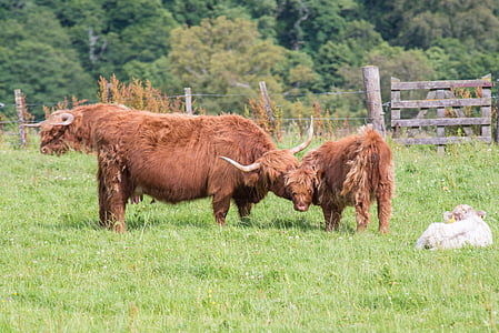 Highland-rinder, sığır eti, inek, İskoçya, Highlands, manzara, Hof