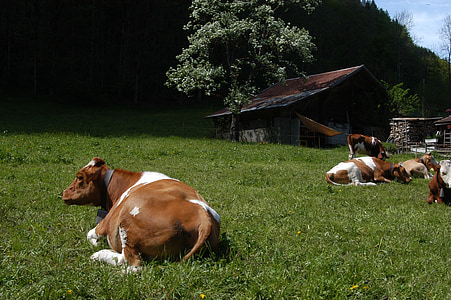 vacas, Suíça, leite
