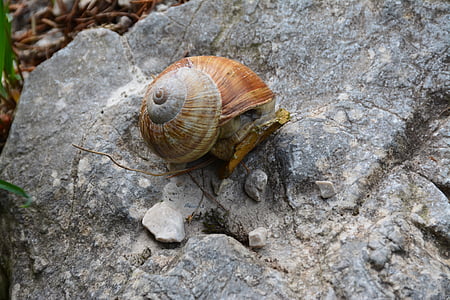 snail, mollusc, nature