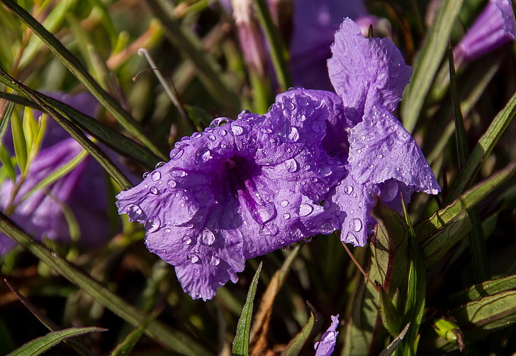 flowers, blooms, purple, raindrop, wet, sunny, bright