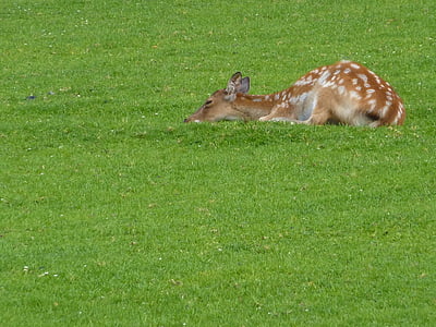 kitz, fawn, bambi, roe deer, forest, wild, young