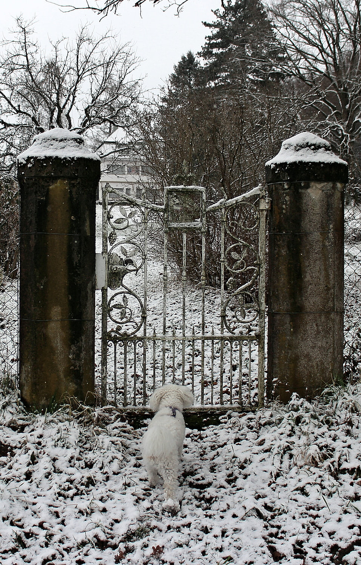 зимни, сняг, куче, животните, вход, вратата, метал