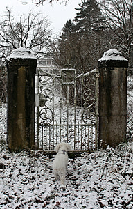 Zimní, sníh, pes, zvíře, vstup, dveře, kov