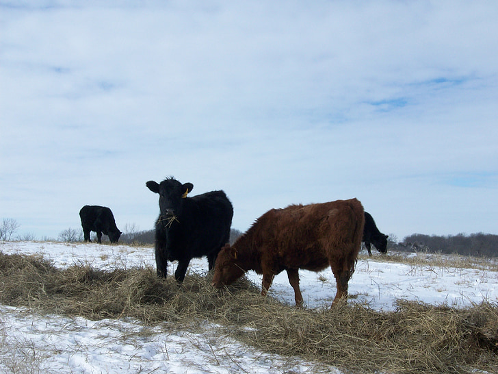 kravy, farma, zimné, hovädzí dobytok, sneh, vidieka, hospodárskych zvierat