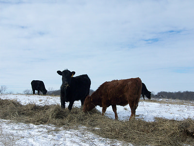 karvių, ūkio, žiemą, galvijų, sniego, kaimo, gyvulių