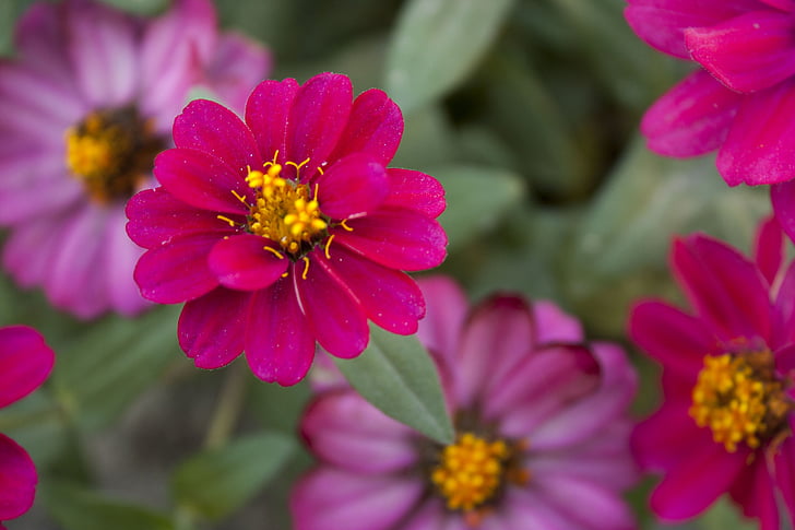 zinnia, flower, red, red flower, nature, floral, petal