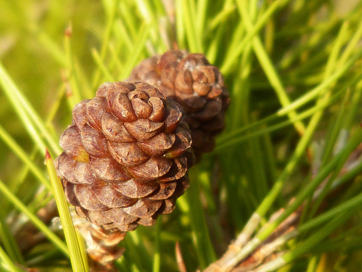pineapple, small, pine, leaves, tender, forest, pine Cone