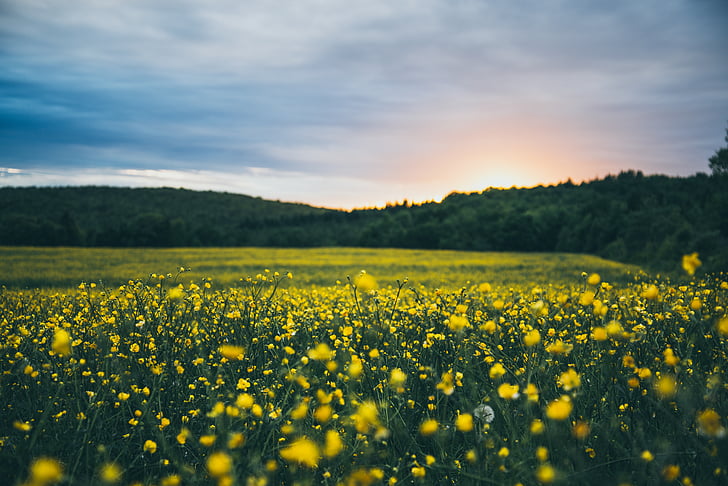 Foto, gul, blomster, solnedgang, landbruk, skjønnhet i naturen, natur