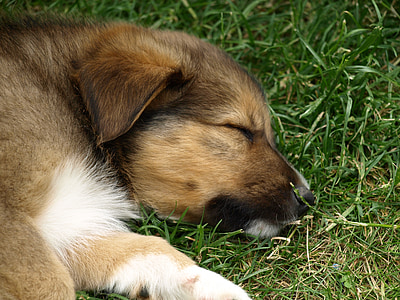 puppy, young dog, cute, dog, young, pet, sleepy