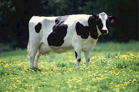 mucca, prodotti lattiero-caseari, bovino, latte, rurale, agricoltura, burro