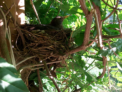鸟巢, 品种, 舱口盖, 黑鹂, 真, 繁殖的鸟