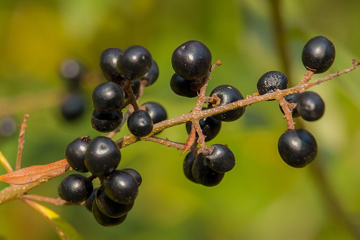 black berry, berries, autumn, black, nature, fruits, macro