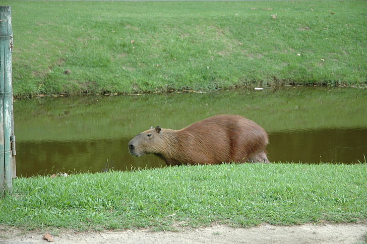 capivara, brazil, aquatic animal