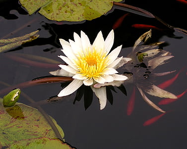 eau, Lily, Koi, étang, nature, fleur, Lotus