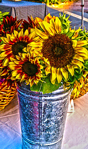 sunflowers, flowers, summer, yellow, floral, sun, sunflower field