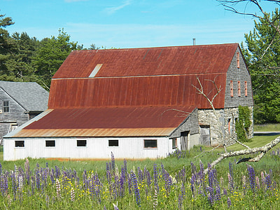stone barn, barns, farm, farmhouse, farm yard, lupines, wildflowers