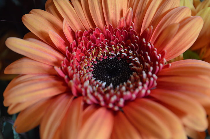 Blume, Gerbera, Orange, Blumen, Closeup