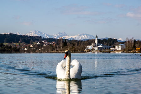 swan, bird, white, lake, water bird, nature, fly