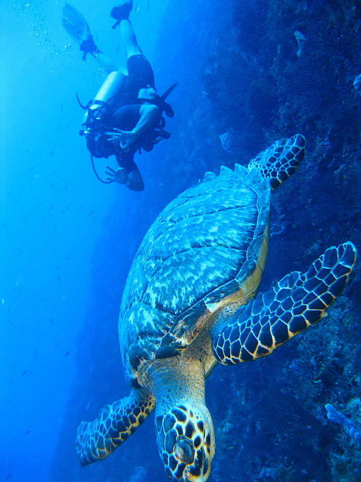 tartaruga, sott'acqua, Marine, pesce, oceano, Coral, natura