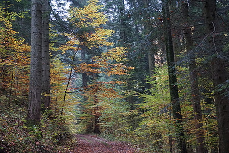 hösten, skogen, träd, gul, bort, naturen, skogsmark