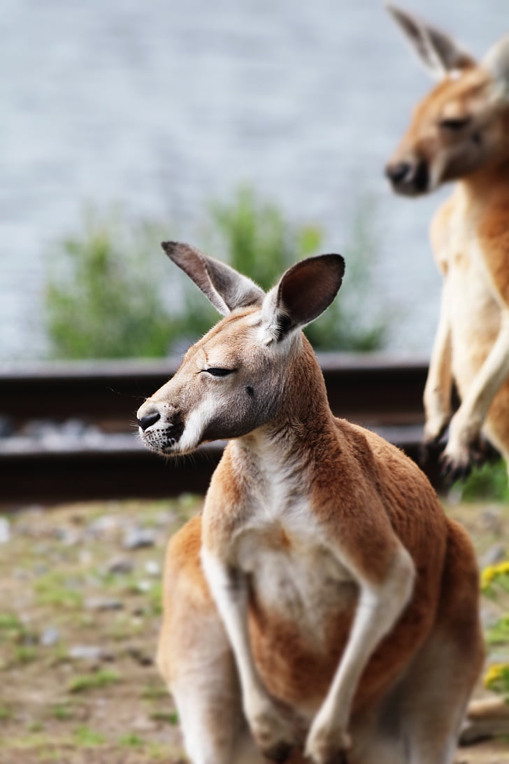 kangaroo, australia, nature, animal, park, wildlife, wild