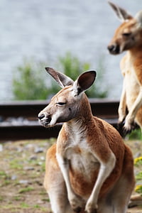 canguru, Austrália, natureza, animal, Parque, vida selvagem, selvagem