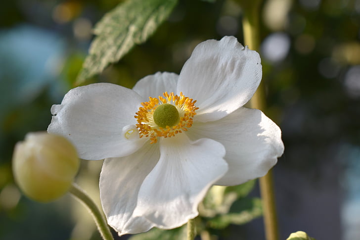 Anemone de, natura, flor, flor, tancar, jardí, anemone de blanc