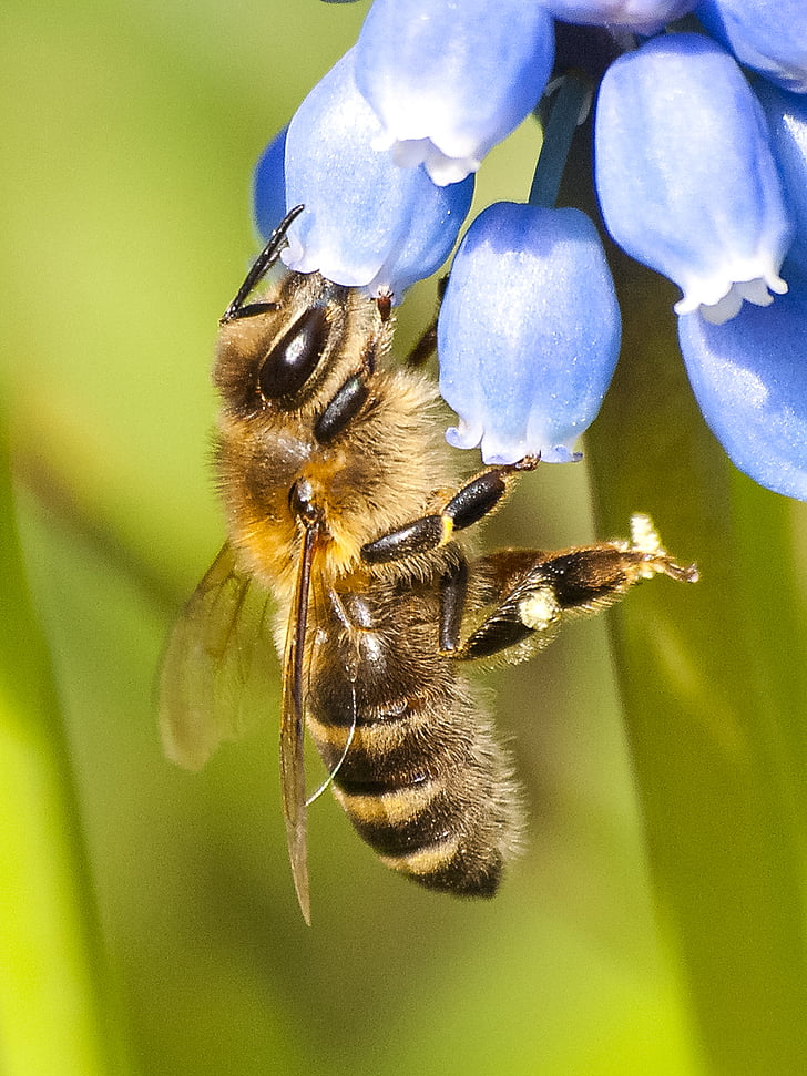 Honey bee, Bee, insekt, natur, dyr, Blossom, Bloom