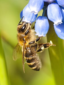 mézelő méh, méh, rovar, természet, állat, Blossom, Bloom