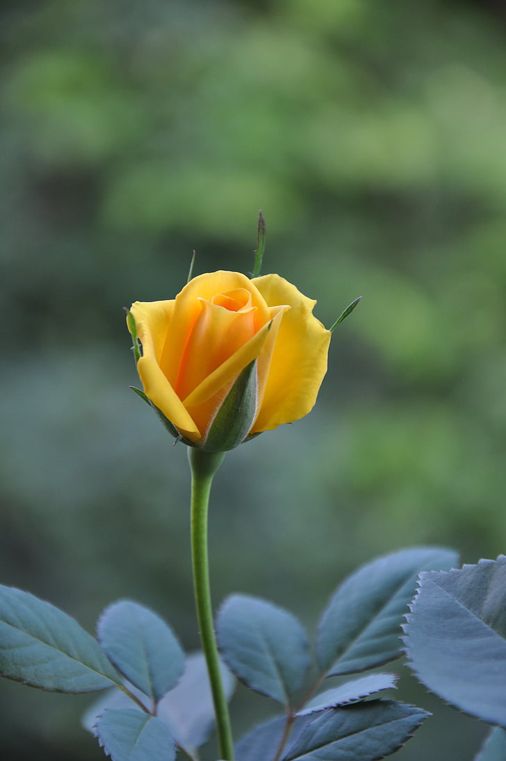 yellow roses, summer, rosebud