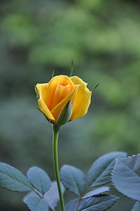 mawar kuning, musim panas, Rosebud