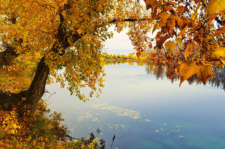river, nature, landscape, trees, gold, autumn, grass