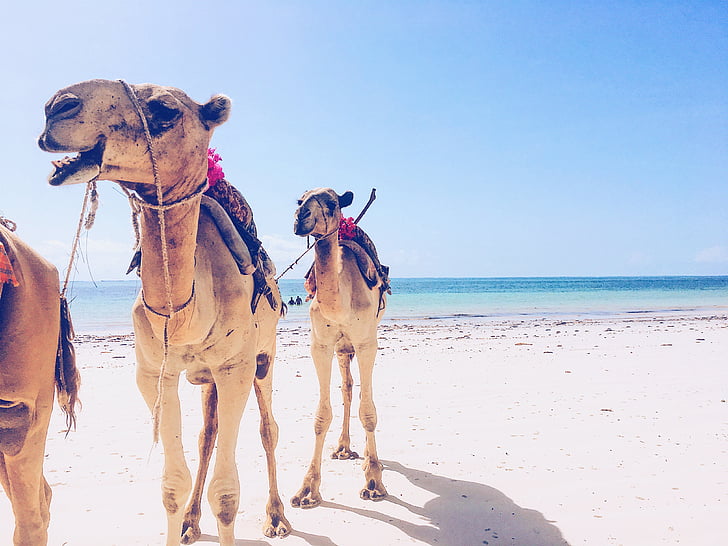 camello, Océano, viajes, arena, animal, Turismo, al aire libre