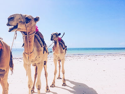 camel, ocean, travel, sand, animal, tourism, outdoor