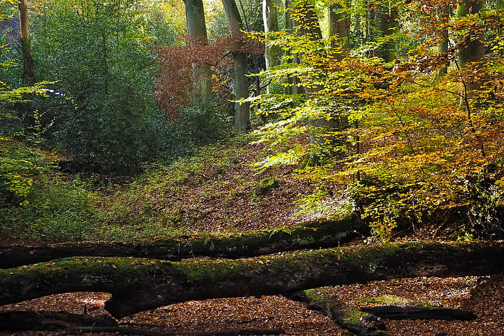 mùa thu, Thiên nhiên, cây, cảnh quan, rừng, farbenspiel, lá