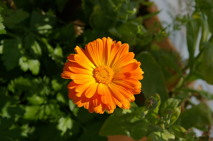 flower, orange, summer, orange flowers, filigree