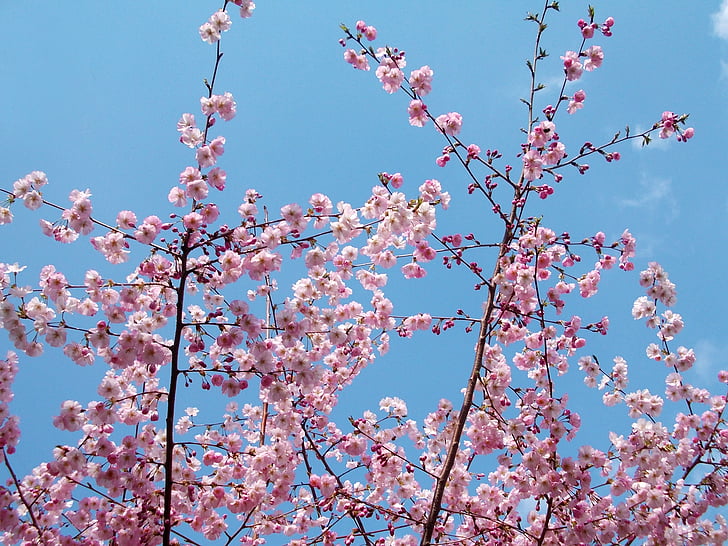 spring flowers, tree, flower, landscape, beauty, garden, day light