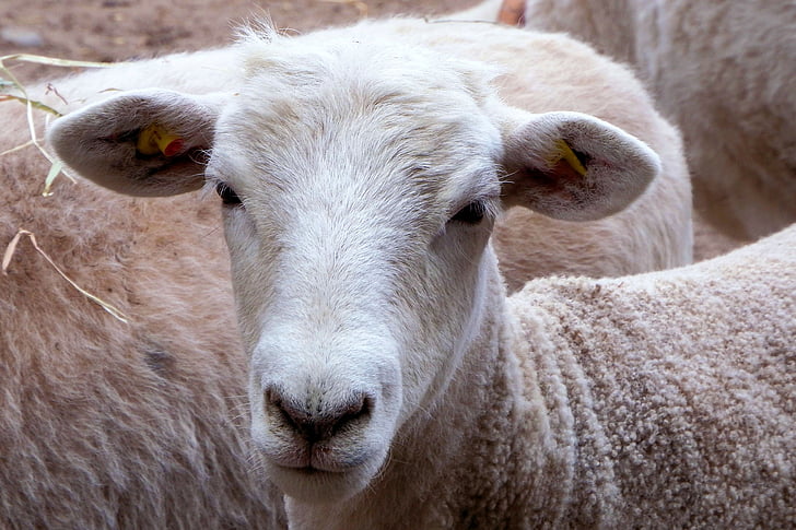 овце, главата, животните, животни, schafkopf, Селско стопанство, ферма