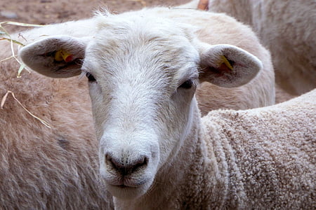 овцы, Руководитель, животное, Животные, schafkopf, Сельское хозяйство, ферма