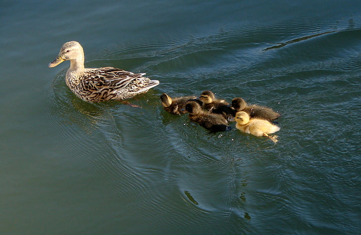 ducks, mother, ducklings, babies, family, motherhood, water