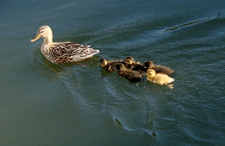 патици, майка, патета, бебета, семейство, майчинството, вода