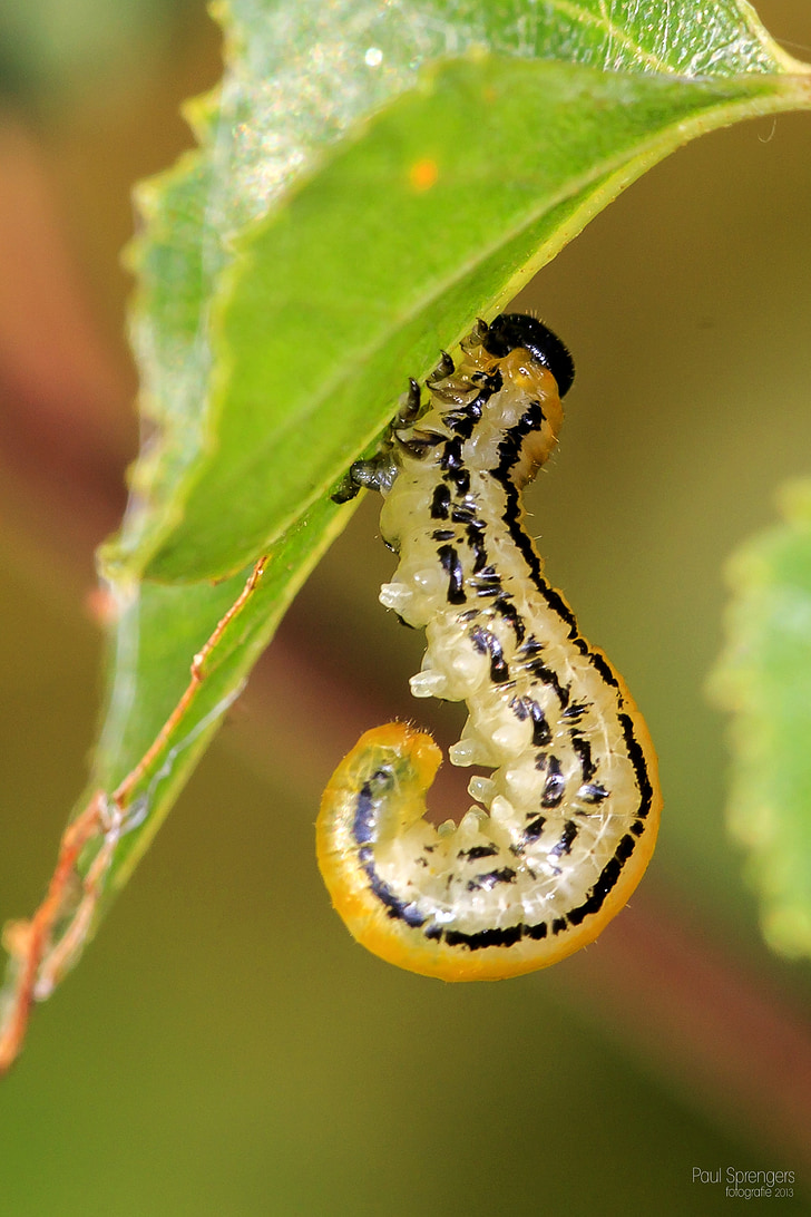 caterpillar, macro, nature