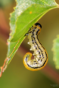 Caterpillar, makro, natur